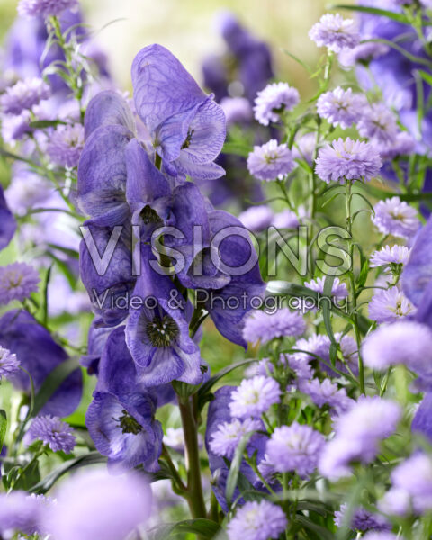 Aconitum carmichaelii Arendsii, Aster Mini Baby Blue Aconitum carmichaelii Arendsii, Aster Mini Baby Blue