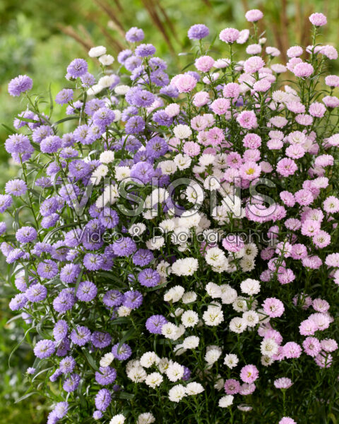 Aster combination Aster combination