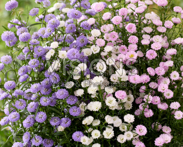 Aster mix