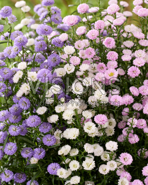 Aster mix