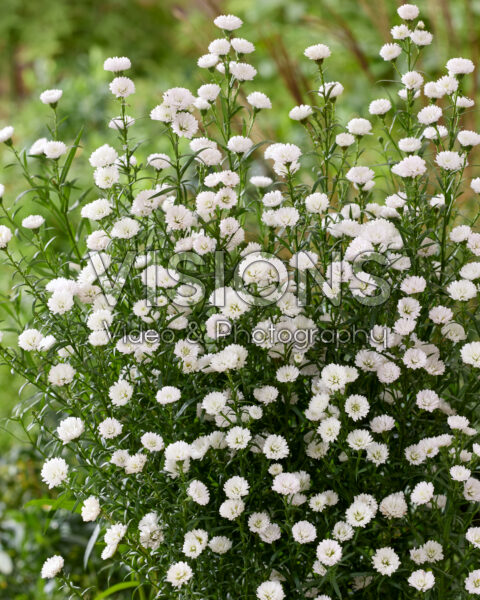 Aster White Gypsy Aster White Gypsy