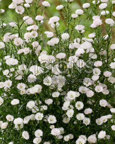 Aster White Gypsy
