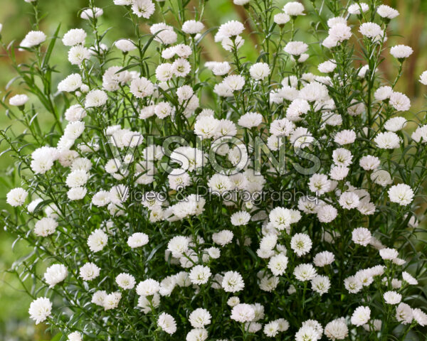 Aster White Gypsy