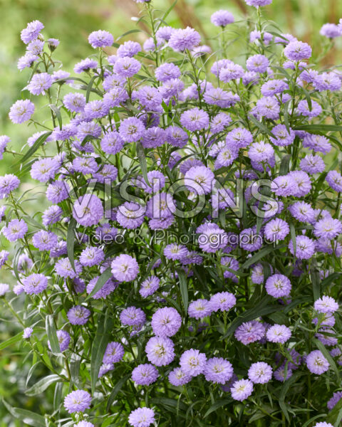 Aster Mini Baby Blue