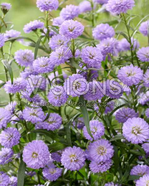 Aster Mini Baby Blue Aster Mini Baby Blue
