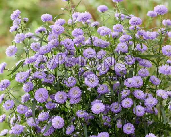 Aster Mini Baby Blue