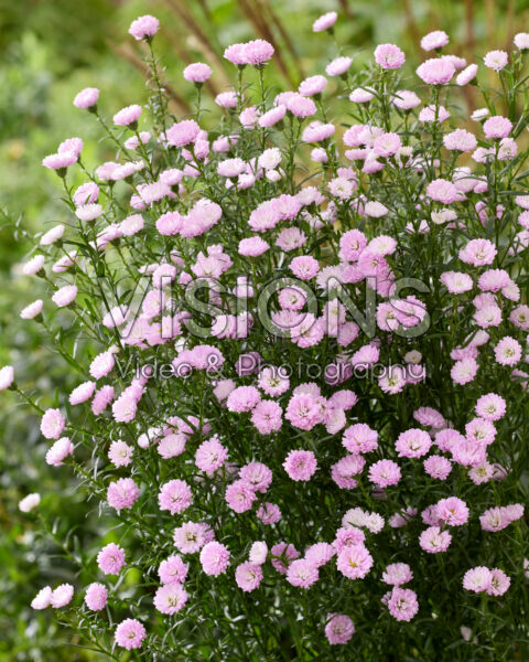 Aster amellus Pink Pearl Aster amellus Pink Pearl