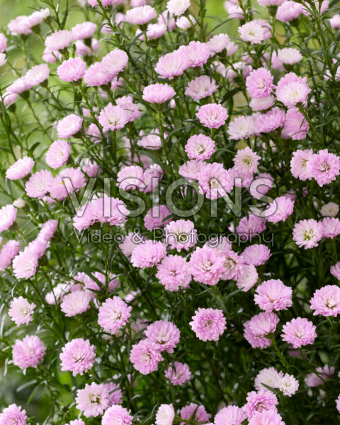 Aster amellus Pink Pearl