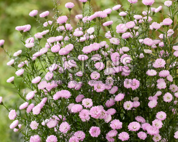 Aster amellus Pink Pearl