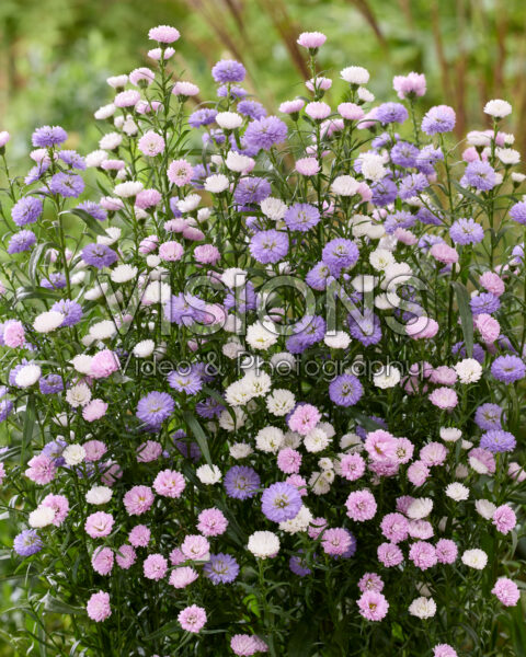 Aster mixed