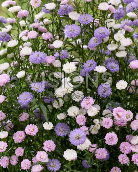 Aster gemengd