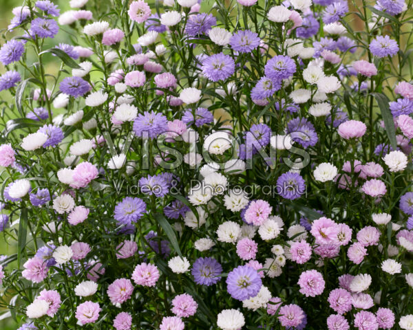 Aster mixed Aster mixed