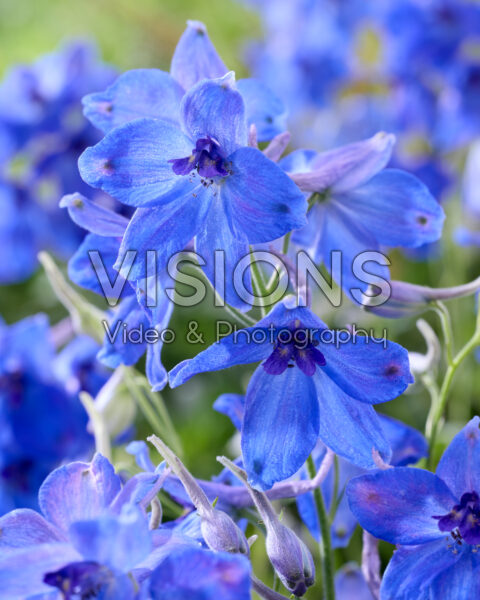 Delphinium Völkerfrieden Delphinium Völkerfrieden