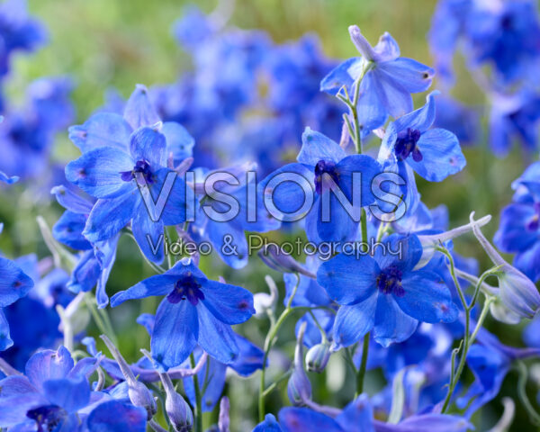Delphinium Völkerfrieden