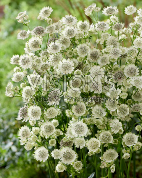 Astrantia major Star of Billion
