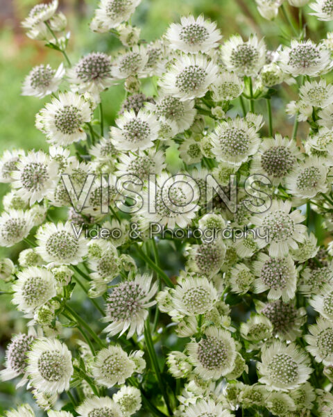 Astrantia major Star of Billion Astrantia major Star of Billion