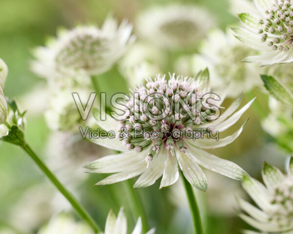 Astrantia major Star of Billion