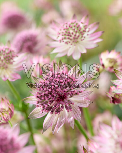 Astrantia major Roma Astrantia major Roma