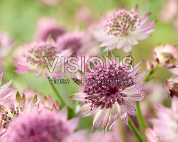 Astrantia major Roma Astrantia major Roma