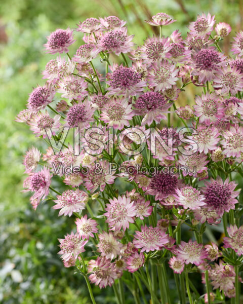 Astrantia major Roma