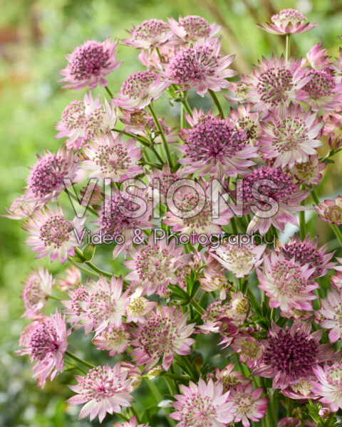 Astrantia major Roma