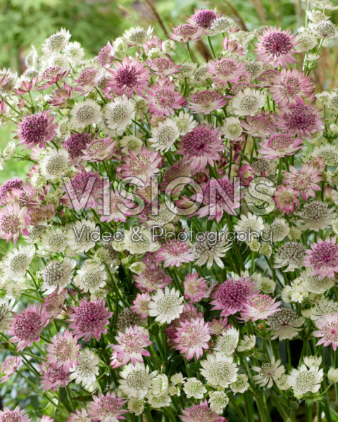 Astrantia major Roma, Star of Billion Astrantia major Roma, Star of Billion