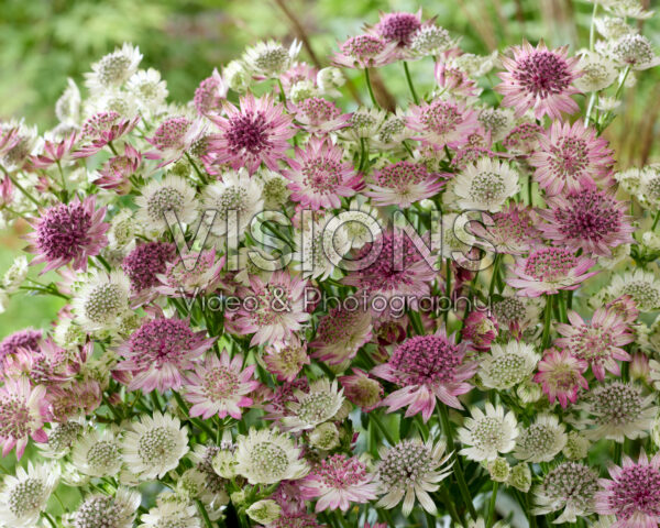 Astrantia major Roma, Star of Billion Astrantia major Roma, Star of Billion