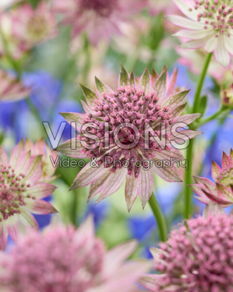 Astrantia major Roma Astrantia major Roma