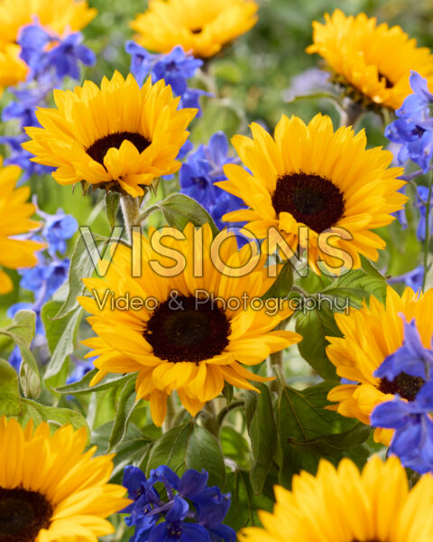 Helianthus annuus Sunrich Provence Overtoom