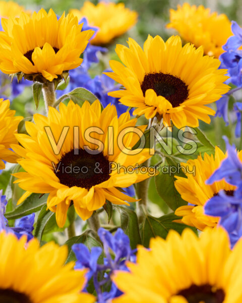 Helianthus annuus Sunrich Provence Overtoom Helianthus annuus Sunrich Provence Overtoom