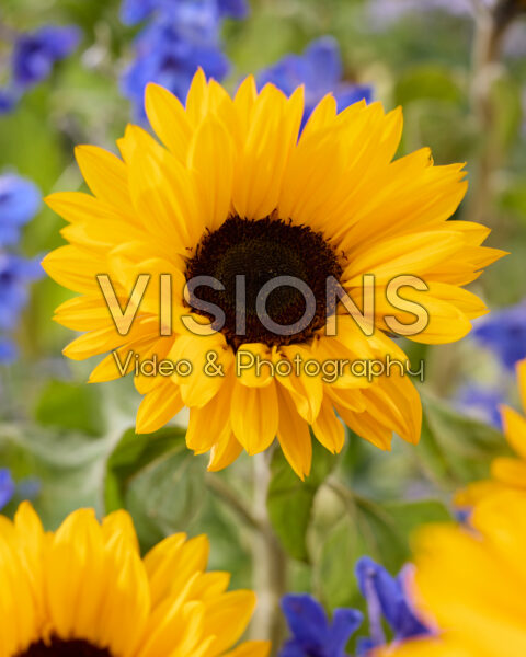 Helianthus annuus Sunrich Provence Overtoom Helianthus annuus Sunrich Provence Overtoom
