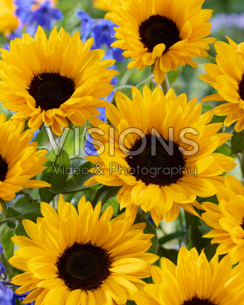 Helianthus annuus Sunrich Provence Overtoom