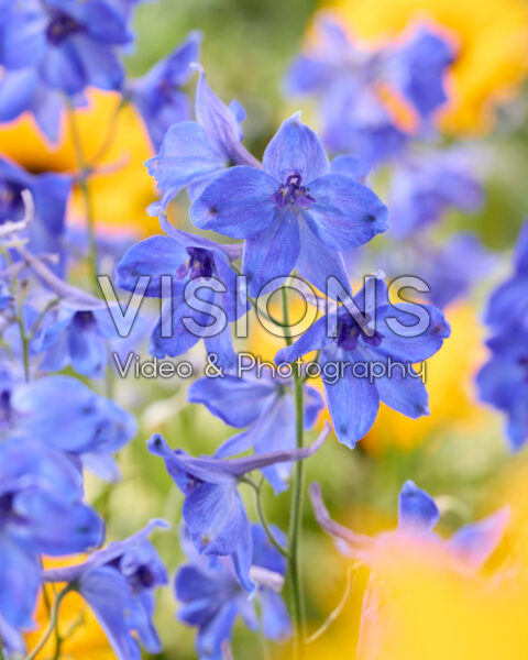 Delphinium Völkerfrieden Delphinium Völkerfrieden