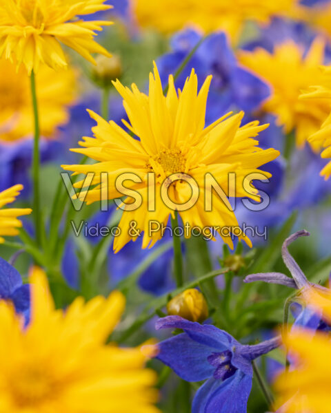 Coreopsis grandiflora Presto