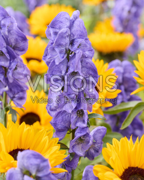 Aconitum carmichaelii Arendsii Aconitum carmichaelii Arendsii