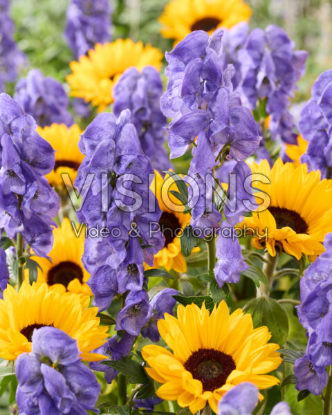 Aconitum carmichaelii Arendsii, Helianthus annuus