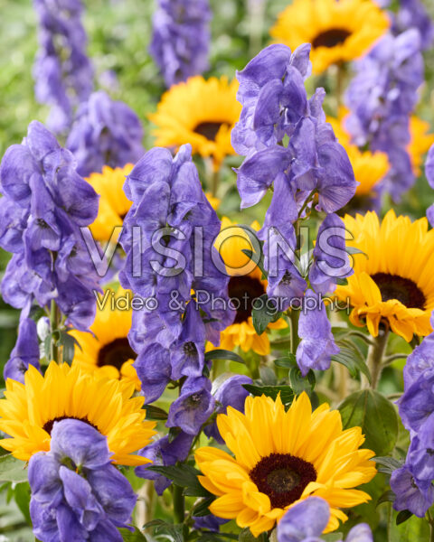 Aconitum carmichaelii Arendsii, Helianthus annuus Aconitum carmichaelii Arendsii, Helianthus annuus
