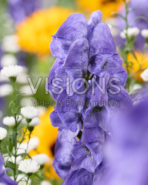 Aconitum carmichaelii Arendsii