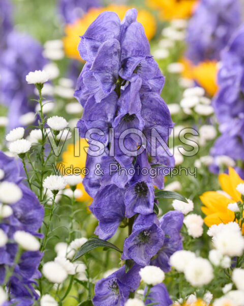 Aconitum carmichaelii Arendsii Aconitum carmichaelii Arendsii