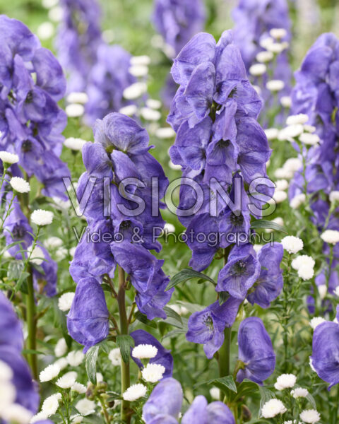 Aconitum carmichaelii Arendsii, Aster White Gypsy Aconitum carmichaelii Arendsii, Aster White Gypsy