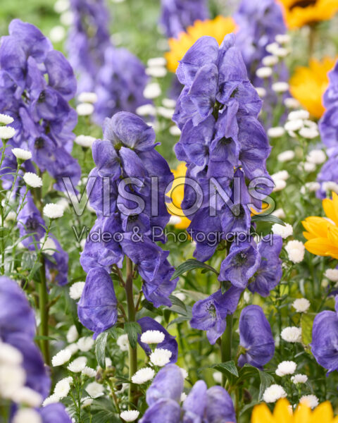 Aconitum carmichaelii Arendsii, Aster White Gypsy