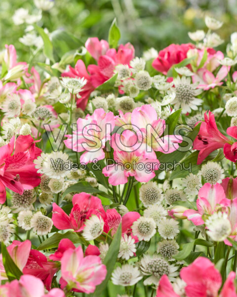 Astrantia major Star of Billion, Alstroemeria Astrantia major Star of Billion, Alstroemeria