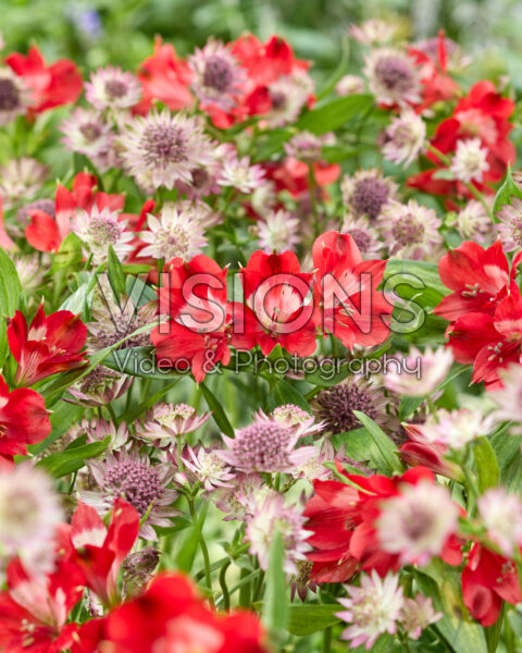 Astrantia major Roma, Alstroemeria