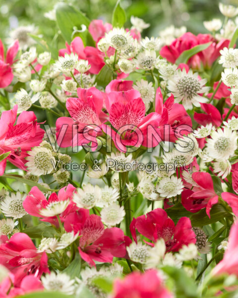 Astrantia major Star of Billion, Alstroemeria Astrantia major Star of Billion, Alstroemeria