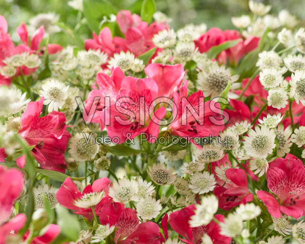 Astrantia major Star of Billion, Alstroemeria