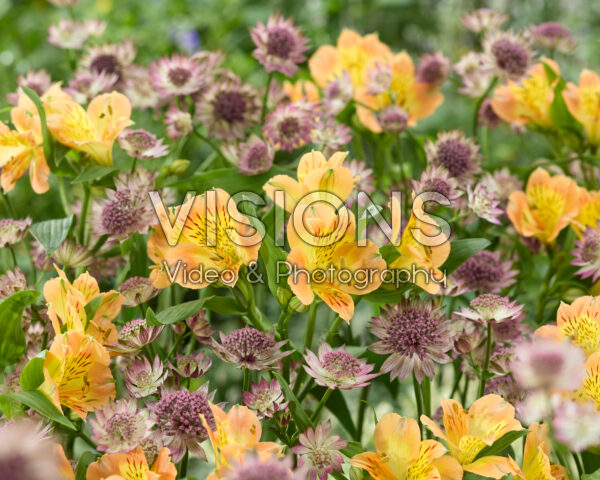 Astrantia major Roma, Alstroemeria Astrantia major Roma, Alstroemeria