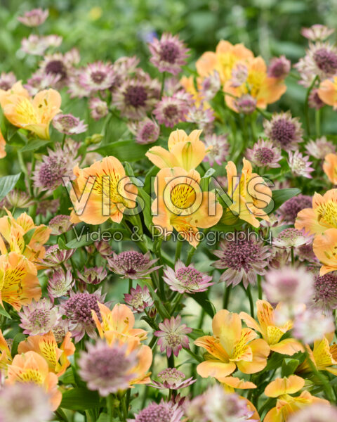 Astrantia major Roma, Alstroemeria