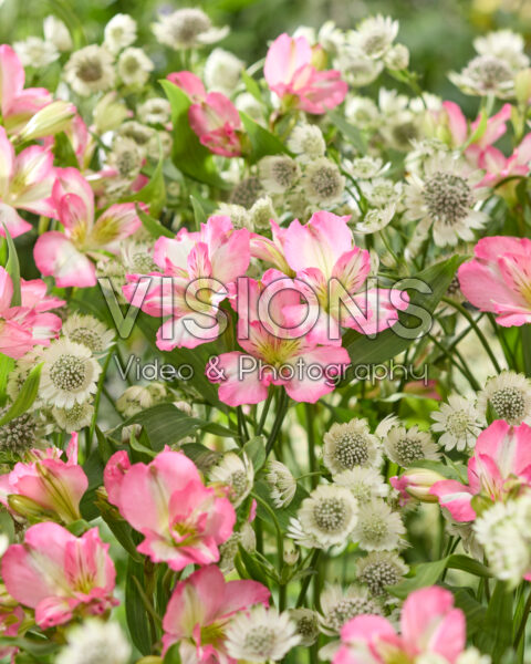 Astrantia major Star of Billion, Alstroemeria