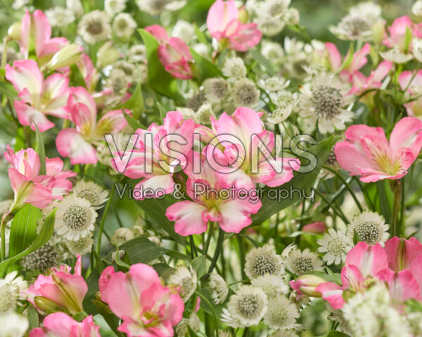 Astrantia major Star of Billion, Alstroemeria