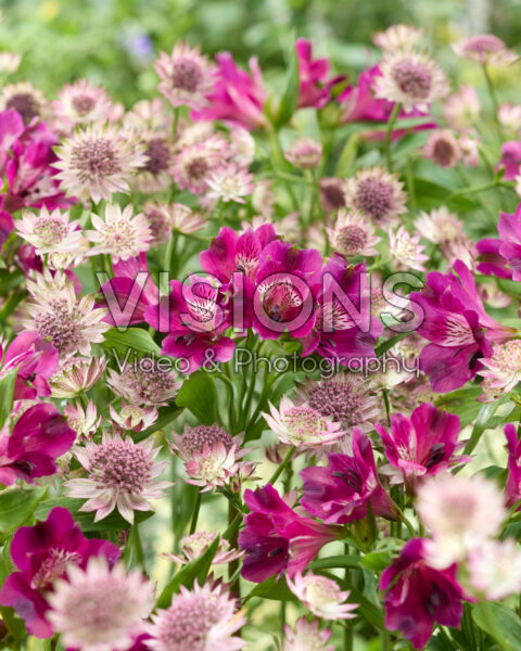 Astrantia major Roma, Alstroemeria Astrantia major Roma, Alstroemeria